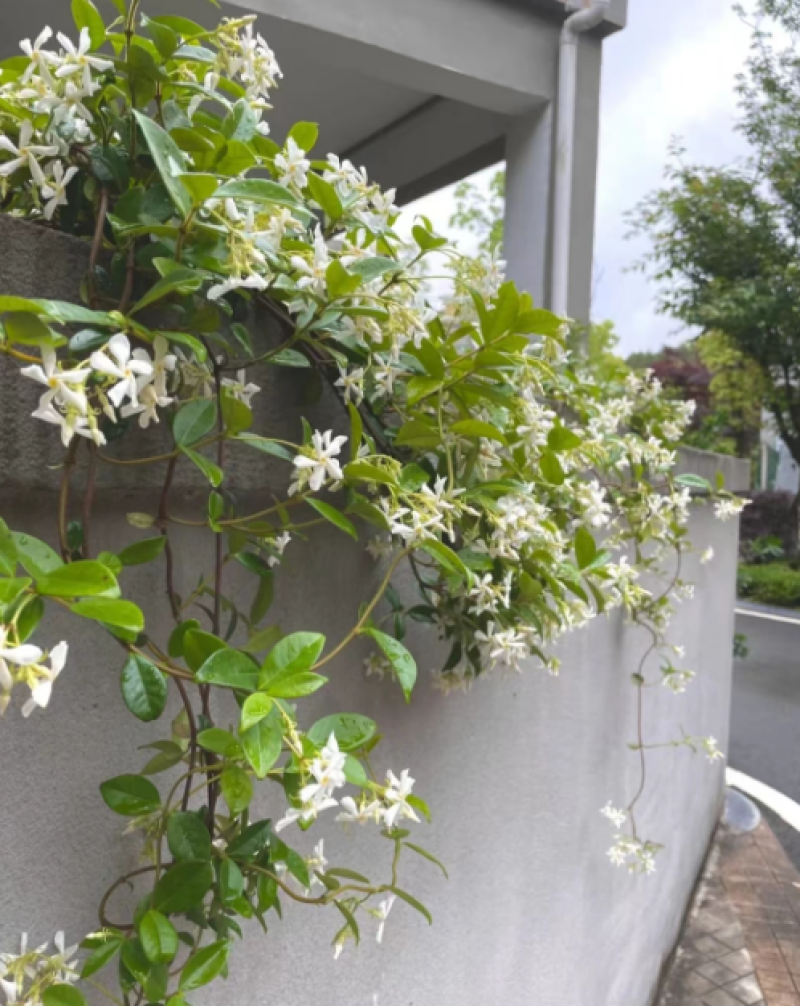 高品质白色风车茉莉