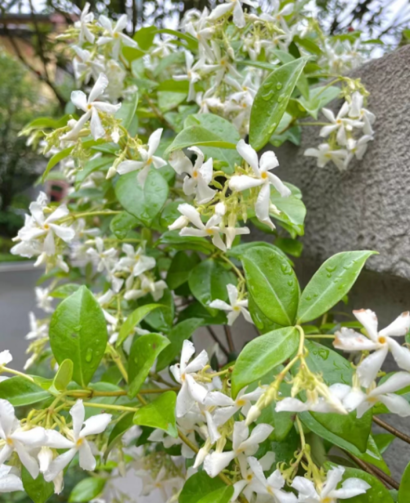 高品质白色风车茉莉