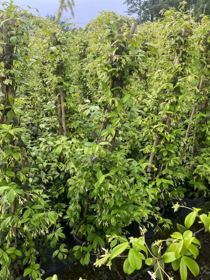 高品质白色风车茉莉