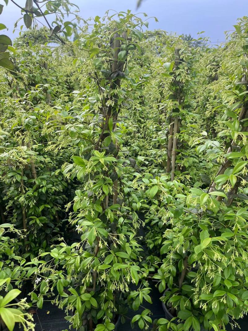 高品质白色风车茉莉