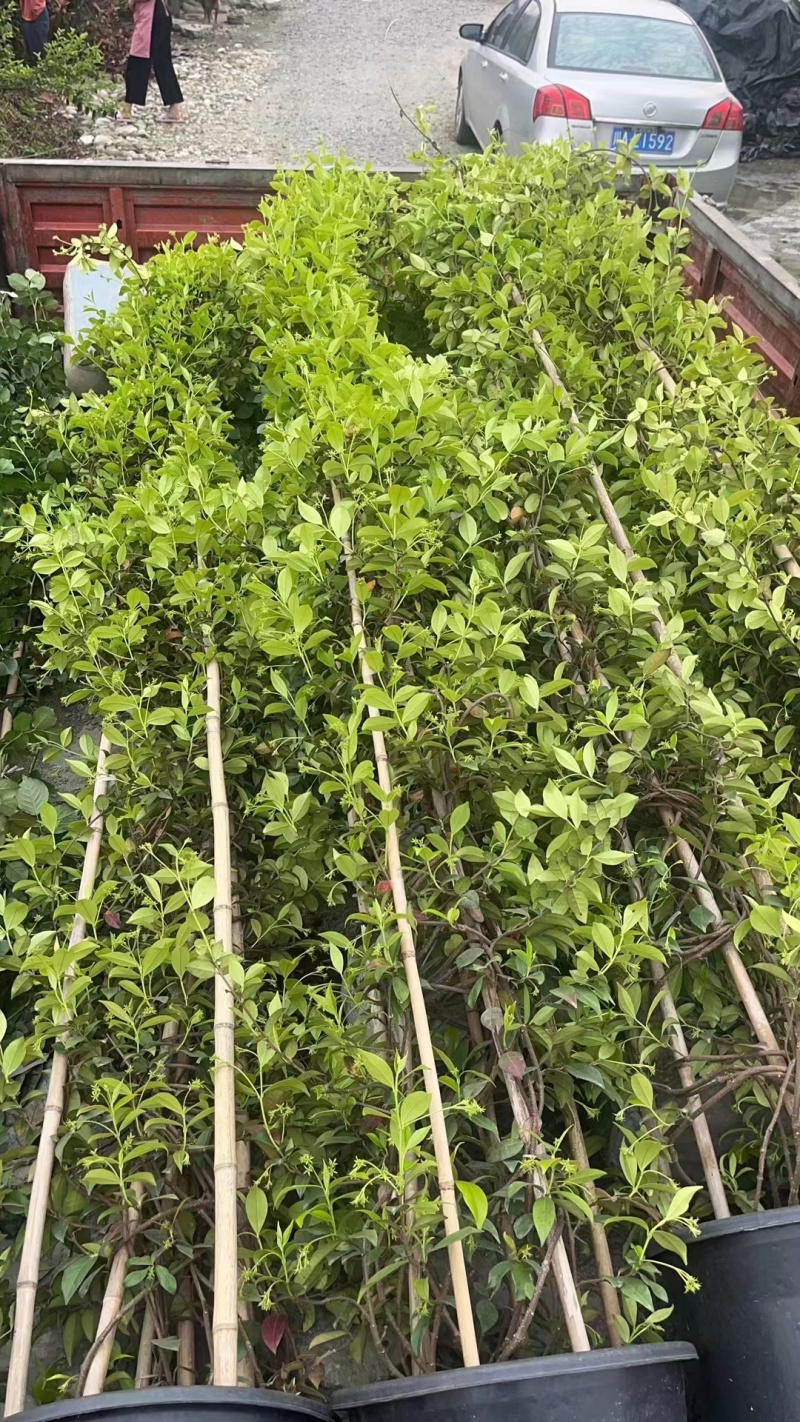 高品质白色风车茉莉