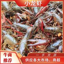 小龙虾优质鲜活生态养殖一件起发产地直销货源充足