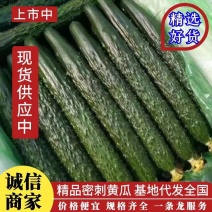 精品黄瓜黑油亮顶花密刺短把绿肉产区一手货源