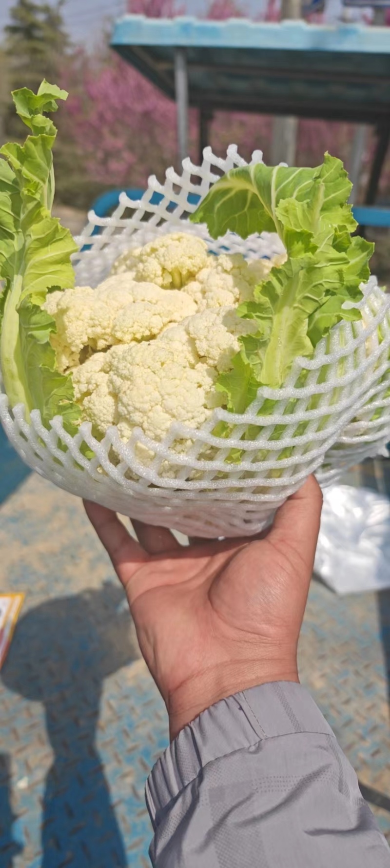 【实力】有机松花菜白面青梗菜花原产地发货梗货源足价格低