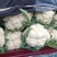 【实力】有机松花菜白面青梗菜花原产地发货梗货源足价格低