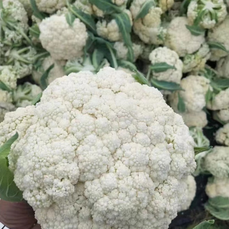 【实力】有机松花菜白面青梗菜花原产地发货梗货源足价格低