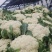 【实力】有机松花菜白面青梗菜花原产地发货梗货源足价格低