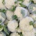 【实力】有机松花菜白面青梗菜花原产地发货梗货源足价格低