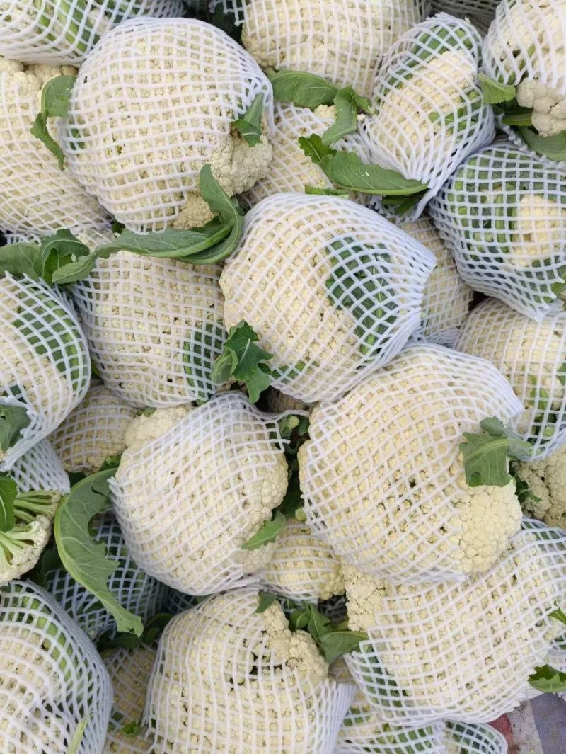 【实力】有机松花菜白面青梗菜花原产地发货梗货源足价格低