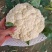 【实力】有机松花菜白面青梗菜花原产地发货梗货源足价格低