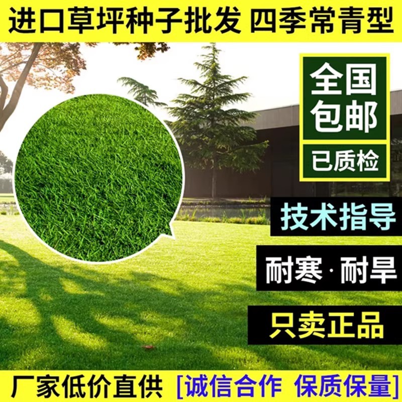 多年生黑麦草草坪种子室外庭院绿化耐旱不修剪草籽四季草耐冻