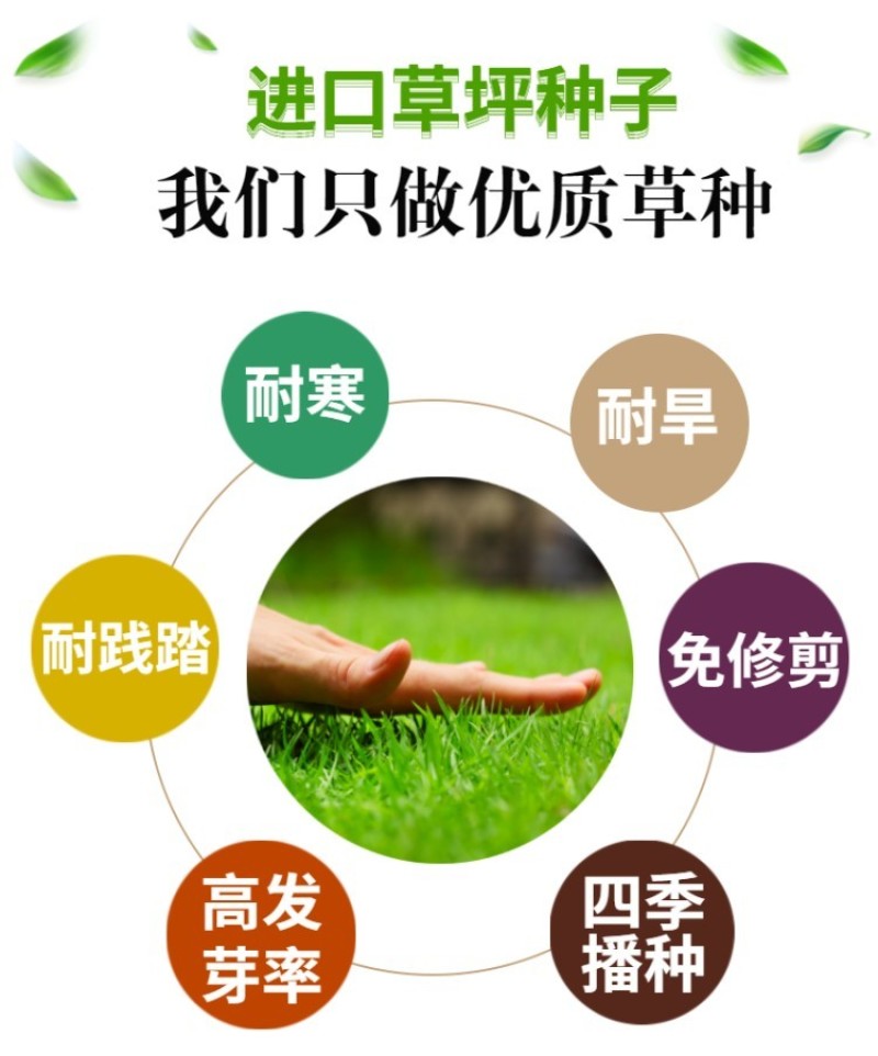 多年生黑麦草草坪种子室外庭院绿化耐旱不修剪草籽四季草耐冻