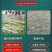 多年生黑麦草草坪种子室外庭院绿化耐旱不修剪草籽四季草耐冻