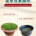 多年生黑麦草草坪种子室外庭院绿化耐旱不修剪草籽四季草耐冻