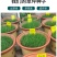多年生黑麦草草坪种子室外庭院绿化耐旱不修剪草籽四季草耐冻