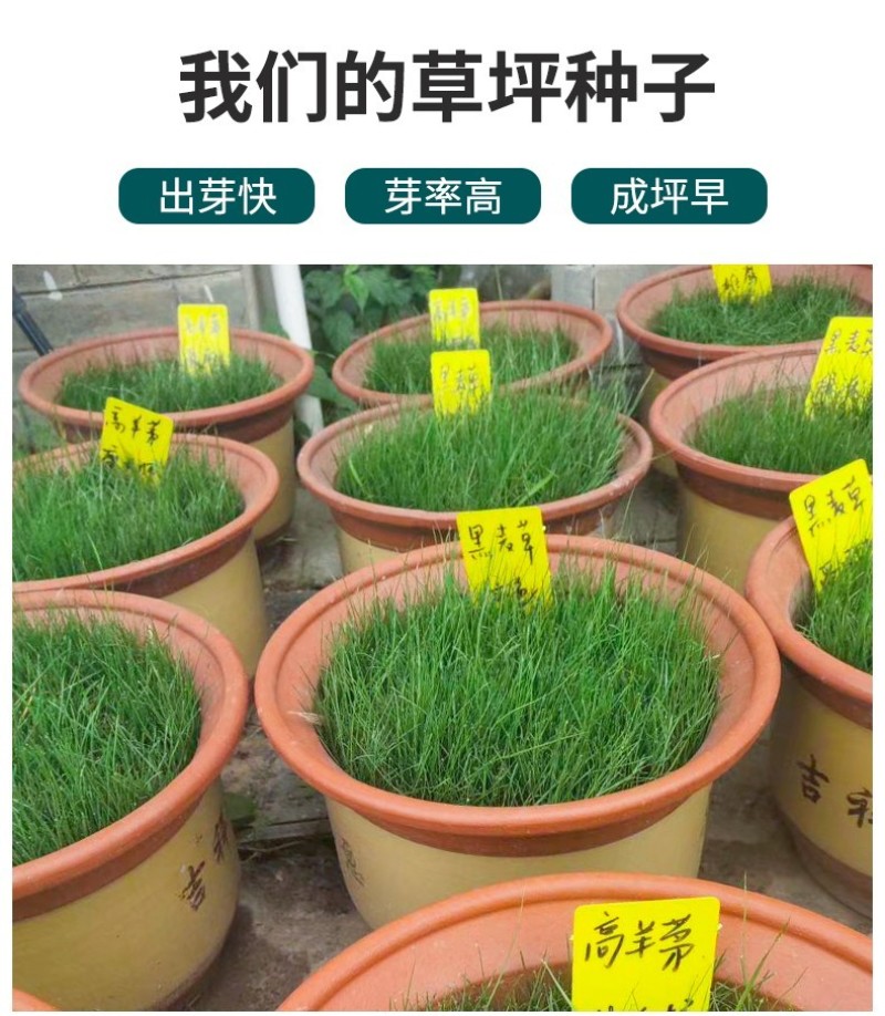 多年生黑麦草草坪种子室外庭院绿化耐旱不修剪草籽四季草耐冻