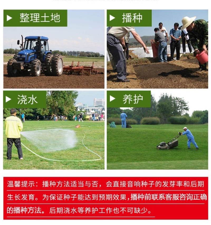 多年生黑麦草草坪种子室外庭院绿化耐旱不修剪草籽四季草耐冻