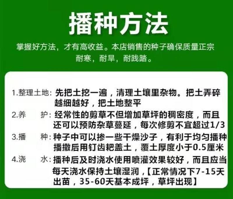 多年生黑麦草草坪种子室外庭院绿化耐旱不修剪草籽四季草耐冻