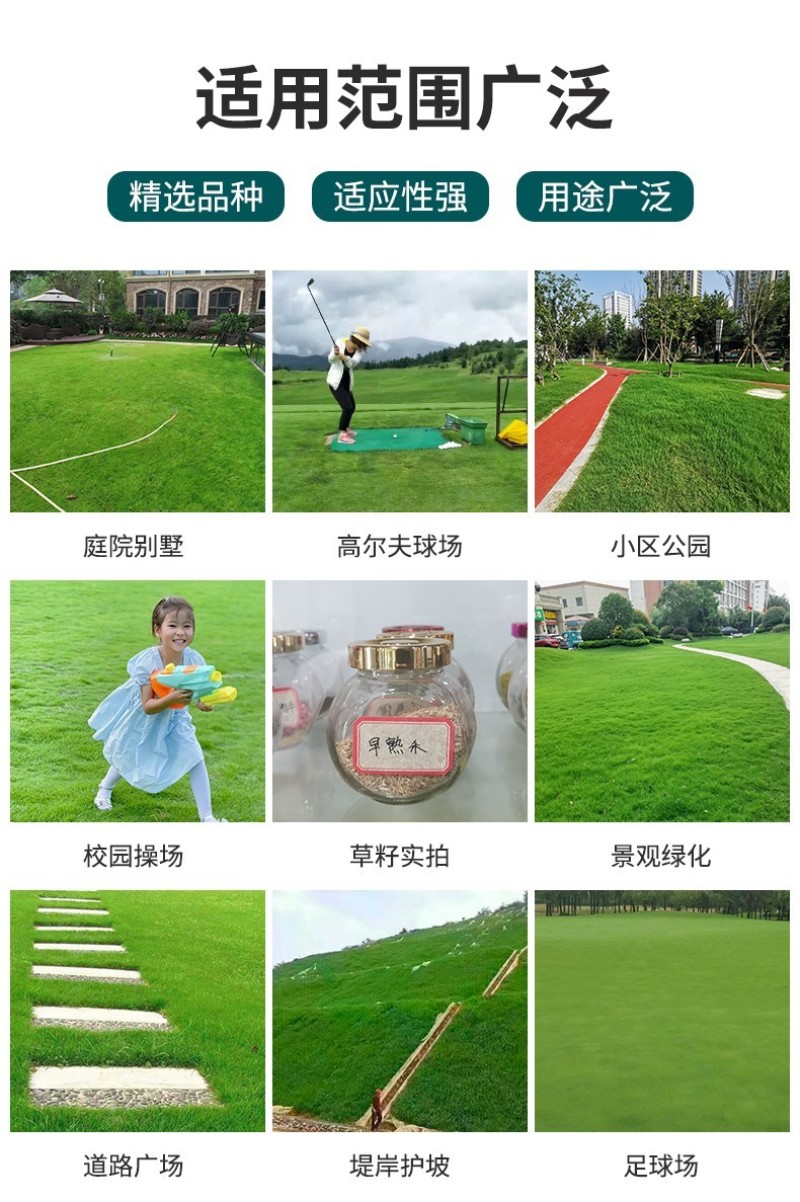 多年生黑麦草草坪种子室外庭院绿化耐旱不修剪草籽四季草耐冻