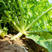 肥田萝卜种子果园天然优质绿肥种籽满园花茹菜饲肥兼用秋季