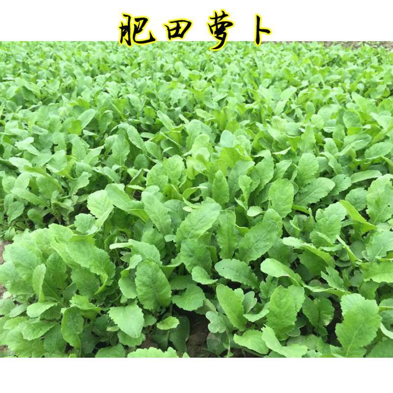 肥田萝卜种子果园天然优质绿肥种籽满园花茹菜饲肥兼用秋季