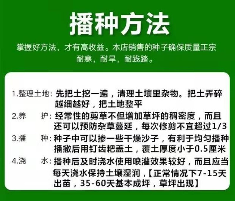 高羊茅草坪种子四季常青护坡免修剪耐旱草皮籽庭院绿化草籽