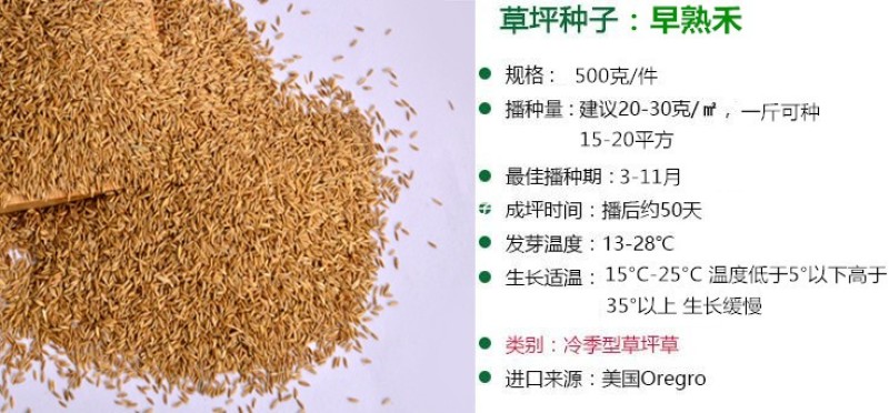 草地早熟禾种子草坪种子四季青草种庭院绿化草皮草籽低矮