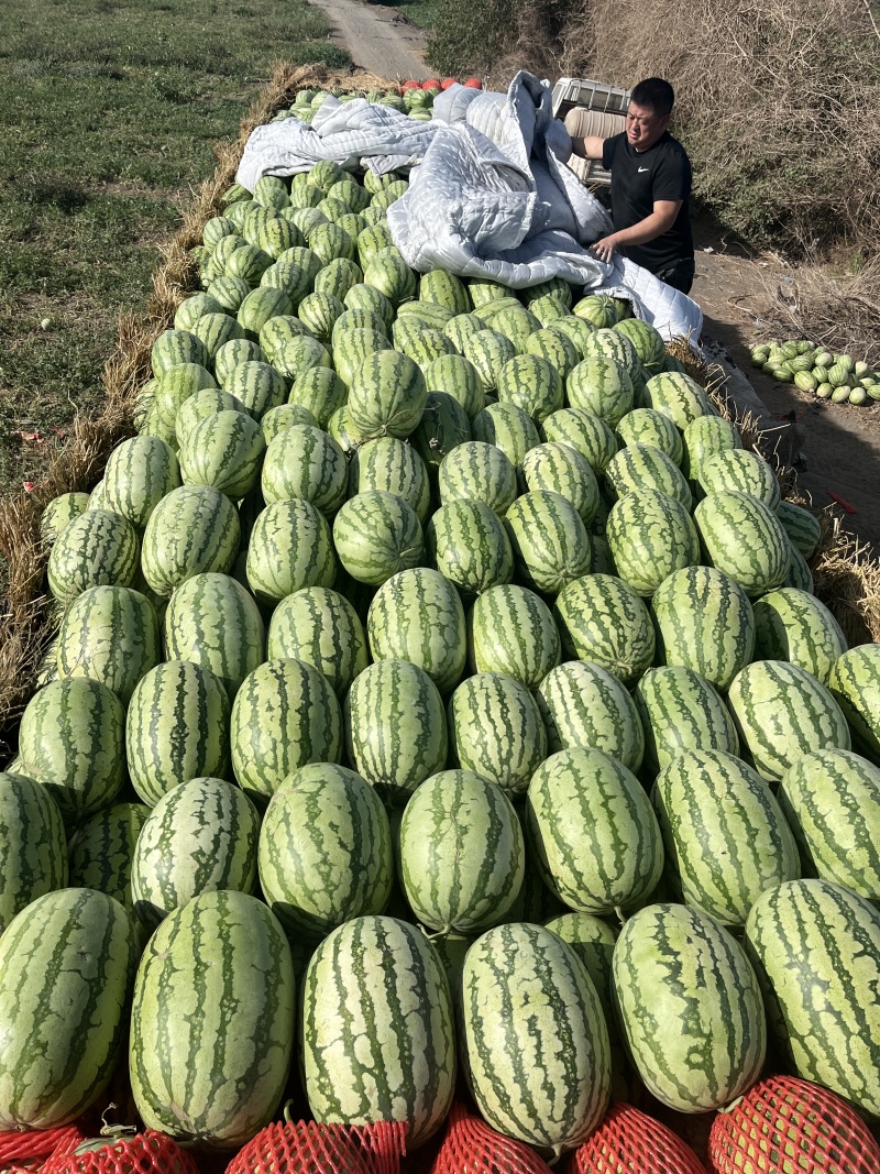 新疆西瓜代办～新疆西瓜～吐鲁番-哈密-昌吉产区～金城五号