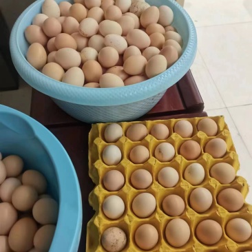 镇雄精品土鸡蛋产地一手货源可视频看货欢迎来电
