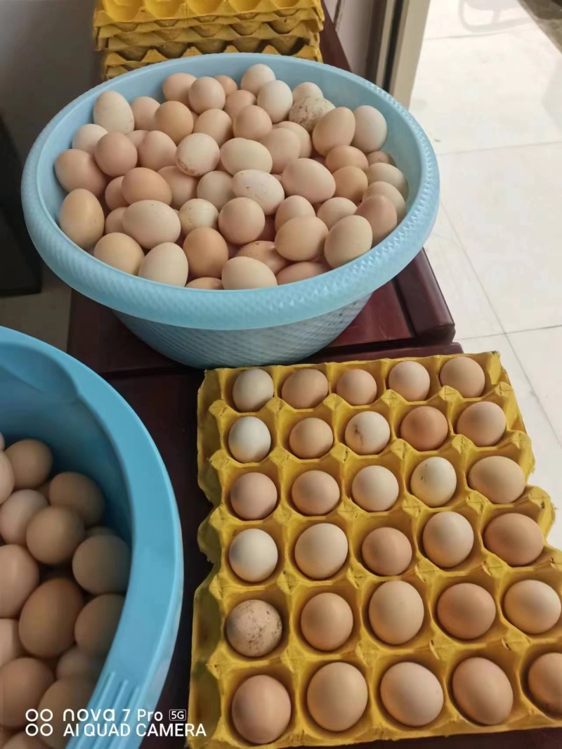 镇雄精品土鸡蛋产地一手货源可视频看货欢迎来电