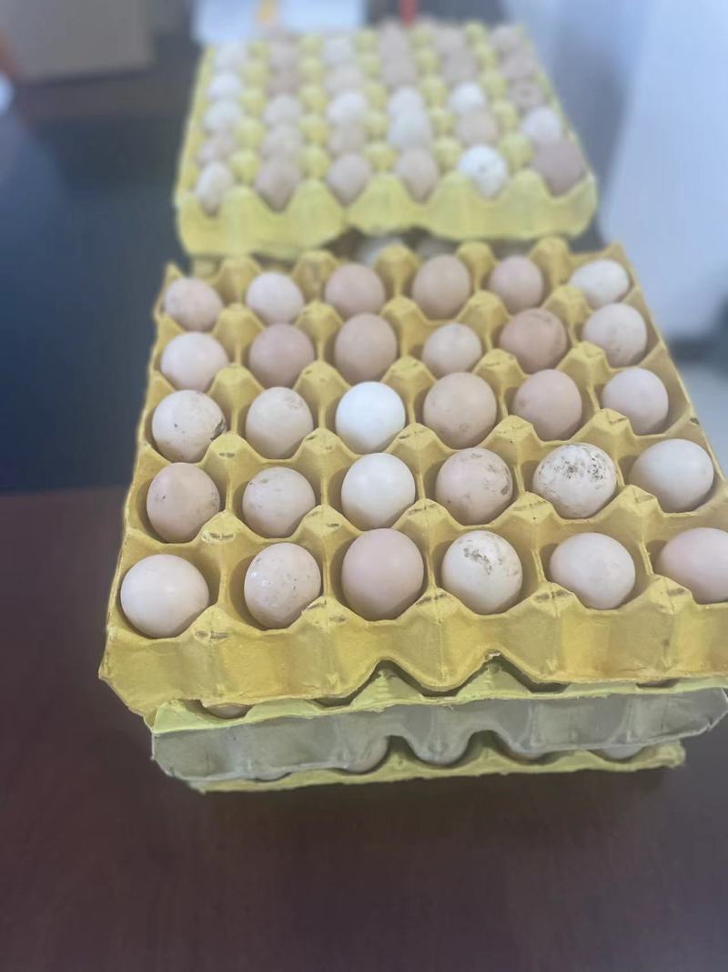 镇雄精品土鸡蛋产地一手货源可视频看货欢迎来电