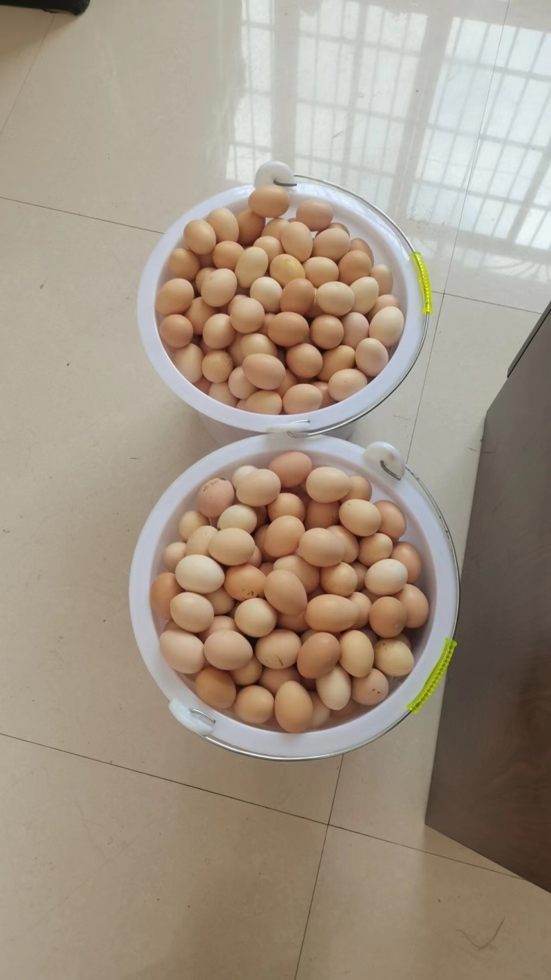 镇雄精品土鸡蛋产地一手货源可视频看货欢迎来电