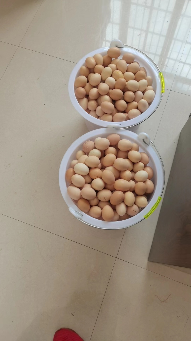 镇雄精品土鸡蛋产地一手货源可视频看货欢迎来电