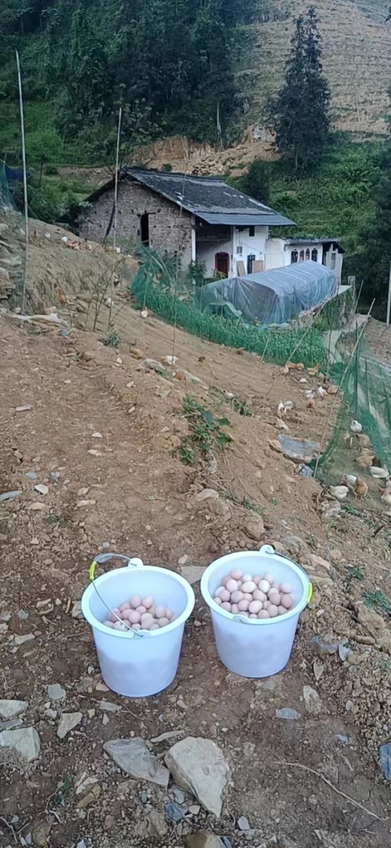镇雄精品土鸡蛋产地一手货源可视频看货欢迎来电