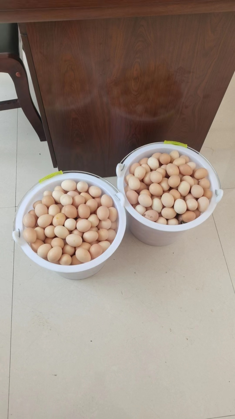 镇雄精品土鸡蛋产地一手货源可视频看货欢迎来电