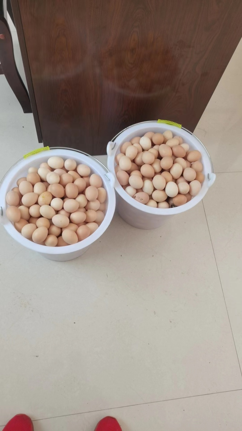 镇雄精品土鸡蛋产地一手货源可视频看货欢迎来电