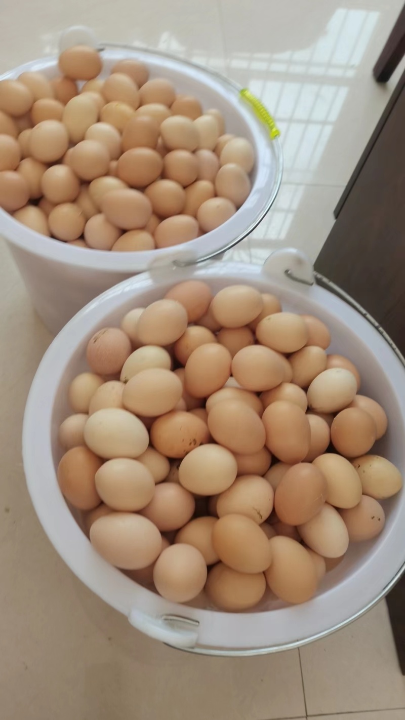 镇雄精品土鸡蛋产地一手货源可视频看货欢迎来电