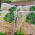 云南泡椒笋大量有货质量保证欢迎来电咨询