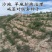 碱蓬草种子盐荒菜荒碱菜盐地碱蓬种子沙地荒地耐盐碱治理土壤