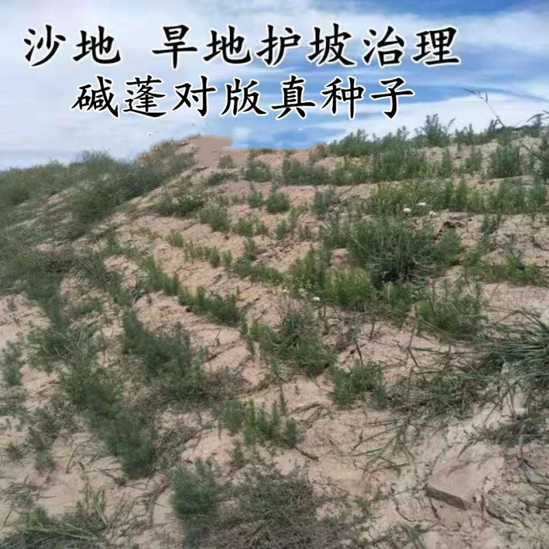 碱蓬草种子盐荒菜荒碱菜盐地碱蓬种子沙地荒地耐盐碱治理土壤