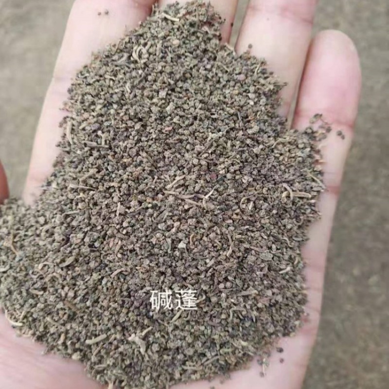 碱蓬草种子盐荒菜荒碱菜盐地碱蓬种子沙地荒地耐盐碱治理土壤