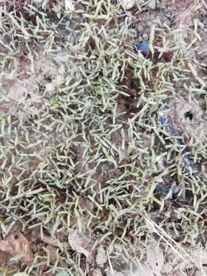 碱蓬草种子盐荒菜荒碱菜盐地碱蓬种子沙地荒地耐盐碱治理土壤