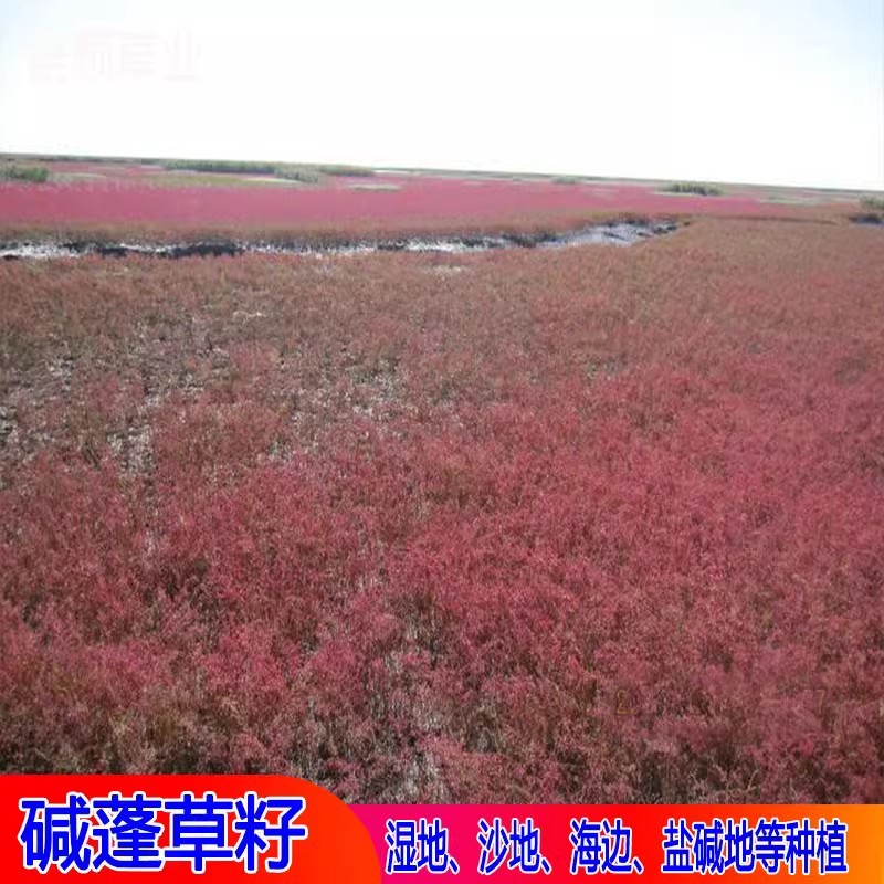 碱蓬草种子盐荒菜荒碱菜盐地碱蓬种子沙地荒地耐盐碱治理土壤