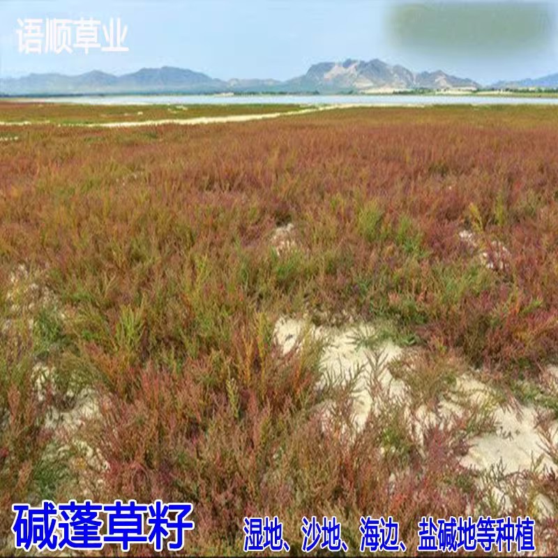 碱蓬草种子盐荒菜荒碱菜盐地碱蓬种子沙地荒地耐盐碱治理土壤