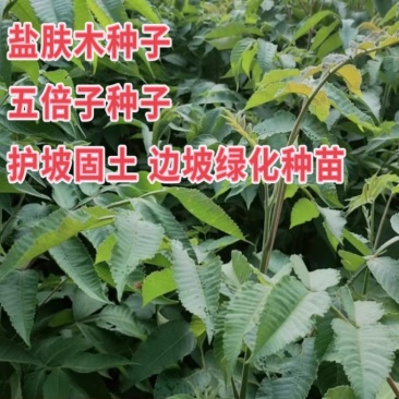 盐肤木种子新采蜜源树种籽五倍子种子耐旱绿化护坡苗木多年生