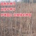 盐肤木种子新采蜜源树种籽五倍子种子耐旱绿化护坡苗木多年生