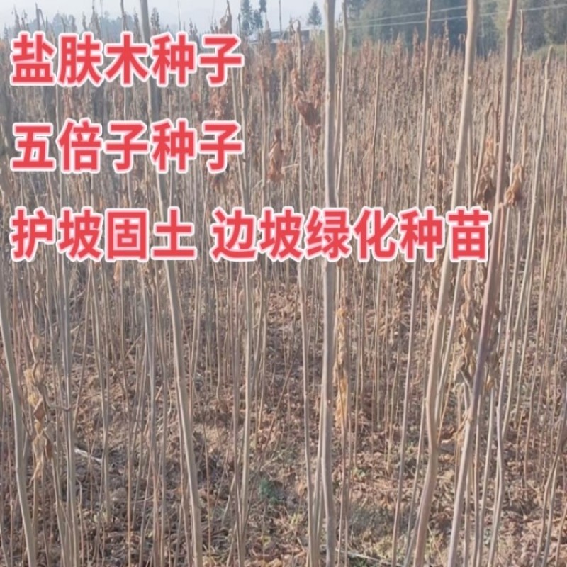 盐肤木种子新采蜜源树种籽五倍子种子耐旱绿化护坡苗木多年生