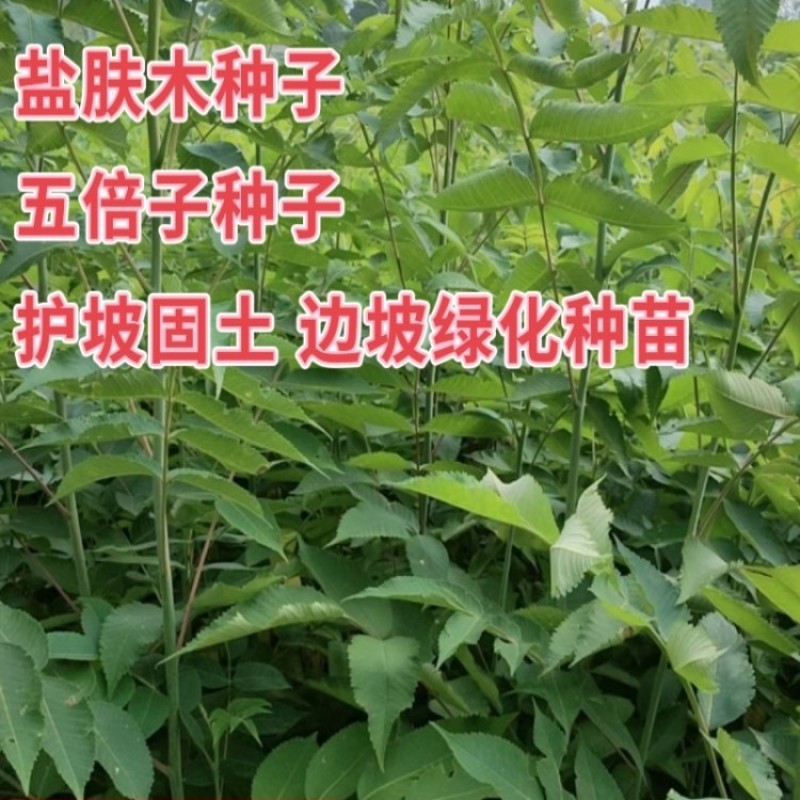 盐肤木种子新采蜜源树种籽五倍子种子耐旱绿化护坡苗木多年生