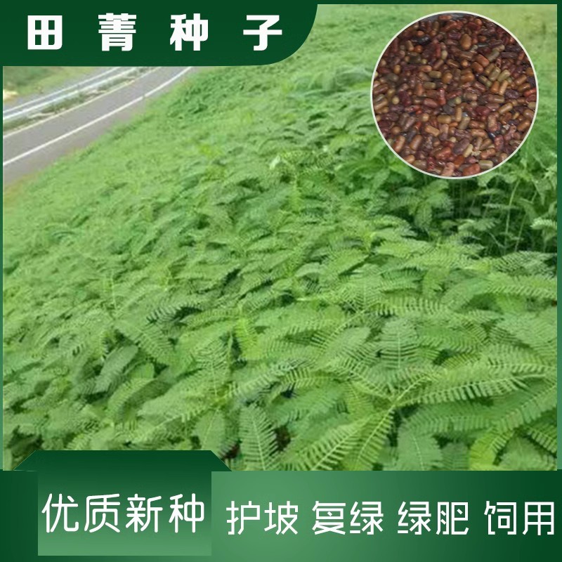 田箐种子绿肥种籽孑土壤改善碱菁涝豆耐涝耐旱耐盐碱田青