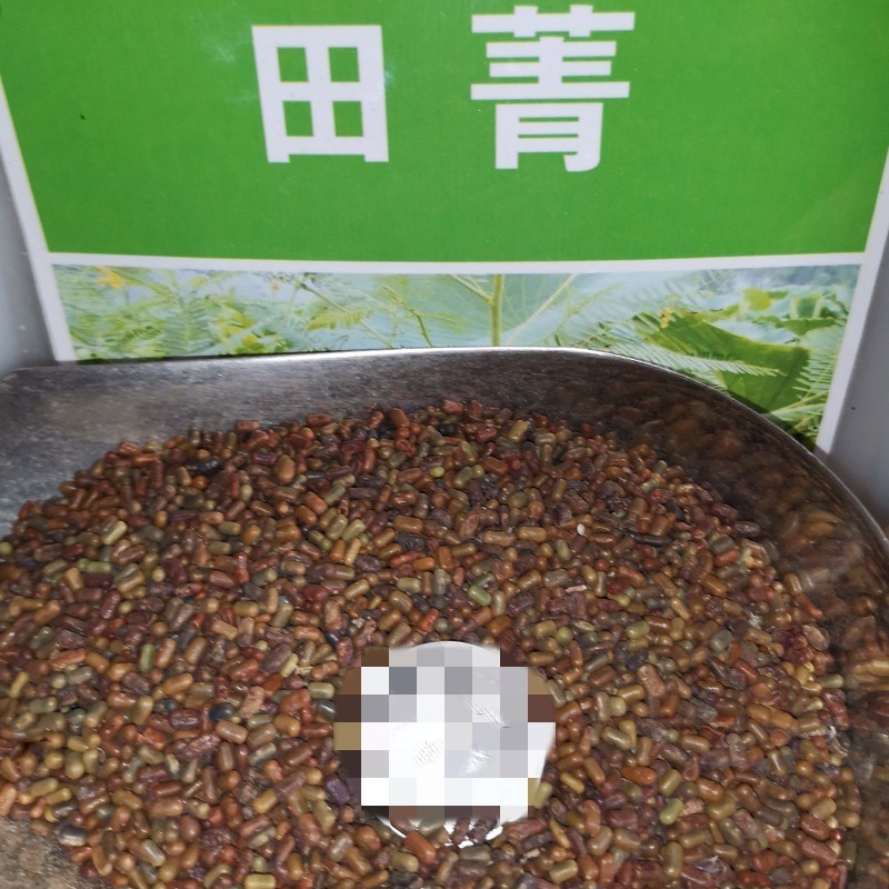 田箐种子绿肥种籽孑土壤改善碱菁涝豆耐涝耐旱耐盐碱田青